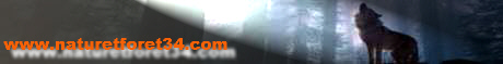 bannatforet34.jpg