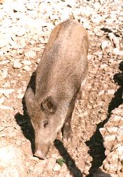 sanglier.jpg